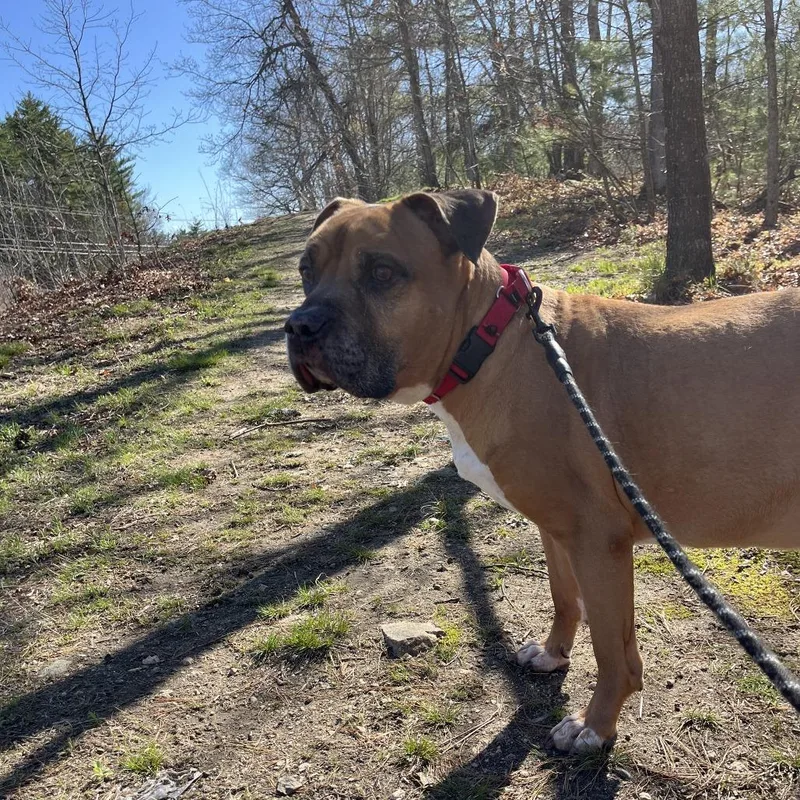A senior large-sized male Brown / Chocolate Bullmastiff dog named Tyson for adoption in Bedford, NH