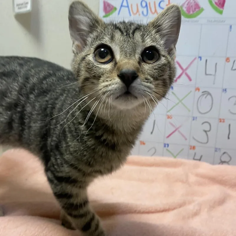 A young medium-sized male Brown / Chocolate Domestic Short Hair cat named Sid for adoption in Hamburg, NY