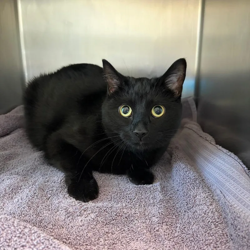 An adult large-sized male Black Domestic Short Hair cat named Carlos Santana for adoption in Council Bluffs, IA