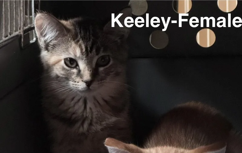 A baby medium-sized female Orange / Red Domestic Medium Hair cat named Keeley for adoption in Crystal Lake, IL