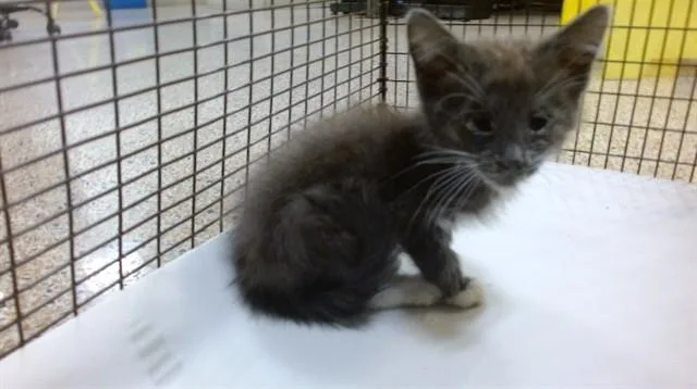 A baby small-sized male Domestic Short Hair cat named Puncho for adoption in Miami, FL