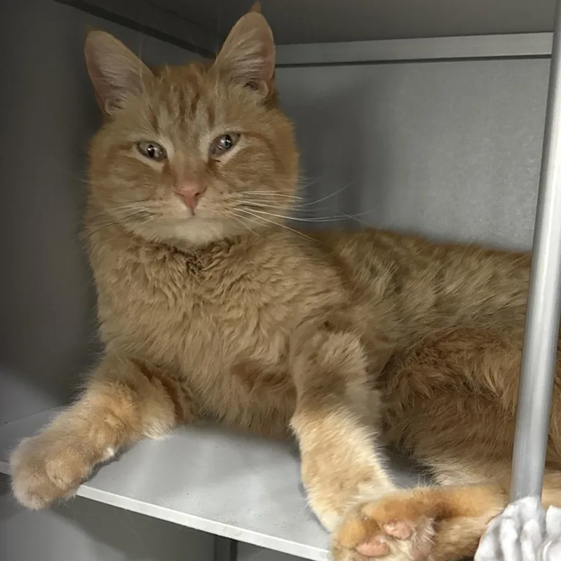 A young large-sized male Buff / Tan / Fawn Domestic Medium Hair cat named Moose for adoption in Bismarck, ND