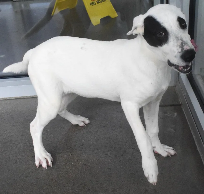 An adult medium-sized male Pit Bull Terrier dog named #22148 for adoption in Broken Arrow, OK
