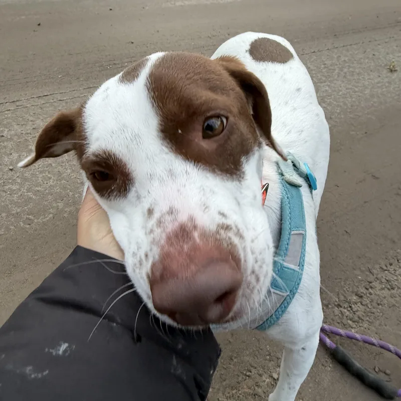 A young medium-sized female Red / Chestnut / Orange Pointer dog named Darcy for adoption in New Boston, NH