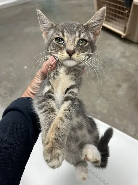 A baby small-sized male Domestic Short Hair cat named Pebble  Hold until for adoption in Chickamauga , GA
