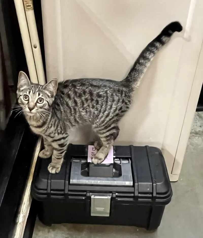 A baby medium-sized female Tabby (Brown / Chocolate) Domestic Short Hair cat named Hazel for adoption in Duluth, GA