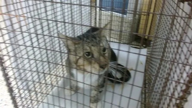 An adult small-sized male Domestic Short Hair cat named Mitch for adoption in Miami, FL