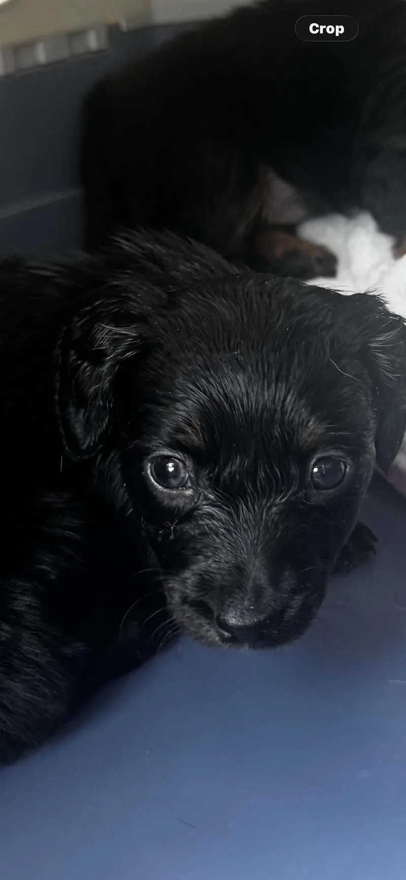Nala