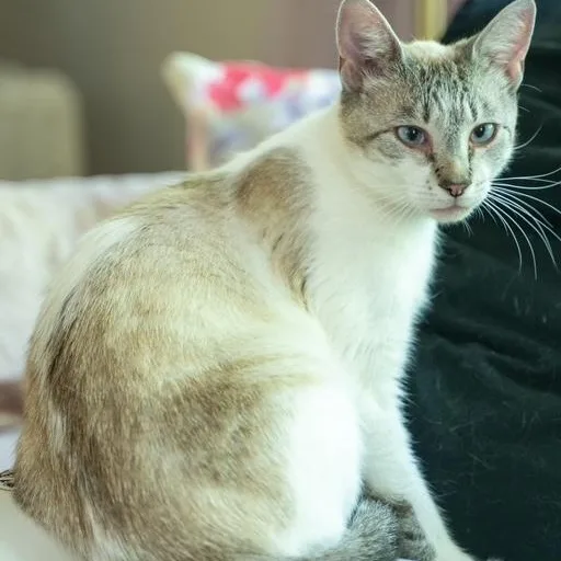 An adult medium-sized female Buff / Tan / Fawn Siamese cat named Cairo Most Loving Cat for adoption in Bethel, CT