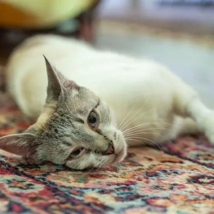 Cairo Most Loving Cat thumbnail 2