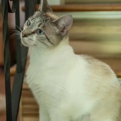 Cairo Most Loving Cat thumbnail 3
