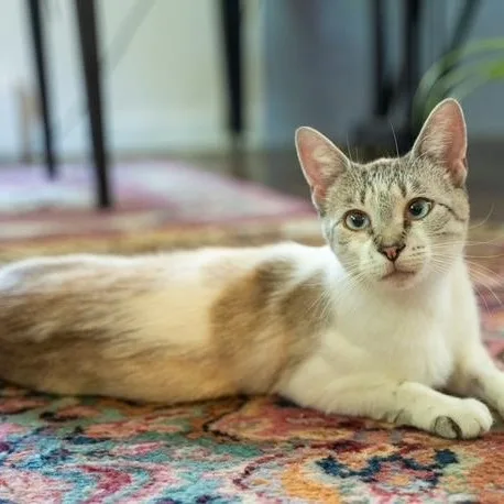 Cairo Most Loving Cat thumbnail 4