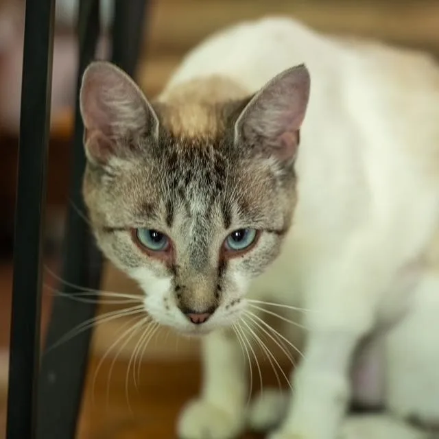 Cairo Most Loving Cat thumbnail 5