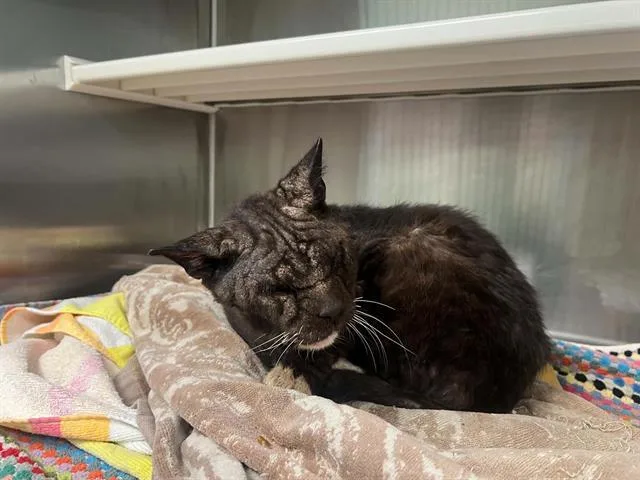 An adult small-sized male Domestic Short Hair cat named Mr. Fizz for adoption in Tustin, CA