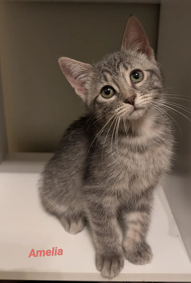 A baby small-sized female Domestic Short Hair cat named Amelia for adoption in Waterloo, IA