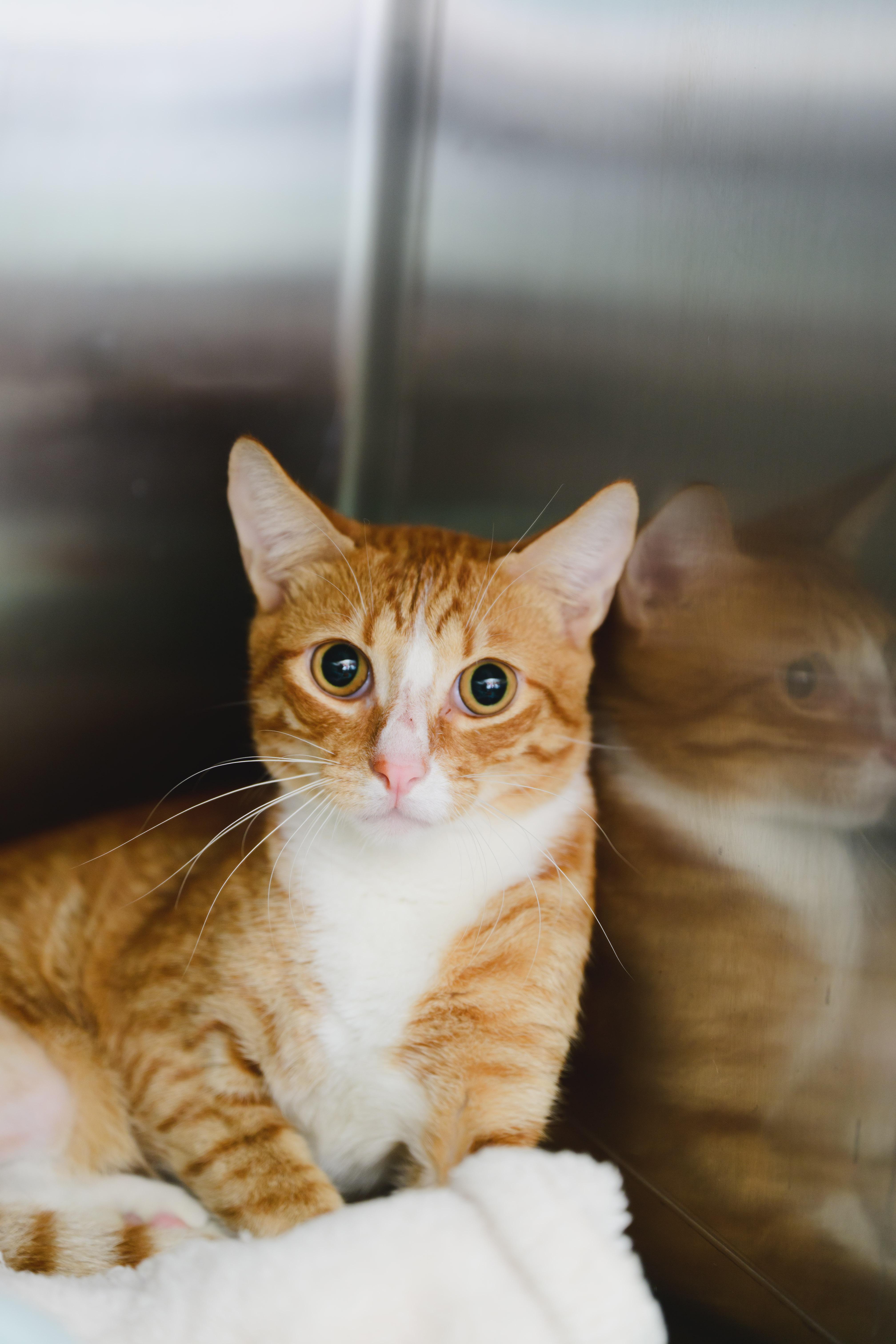 A young medium-sized male Domestic Short Hair cat named Cookie for adoption in Honolulu, HI