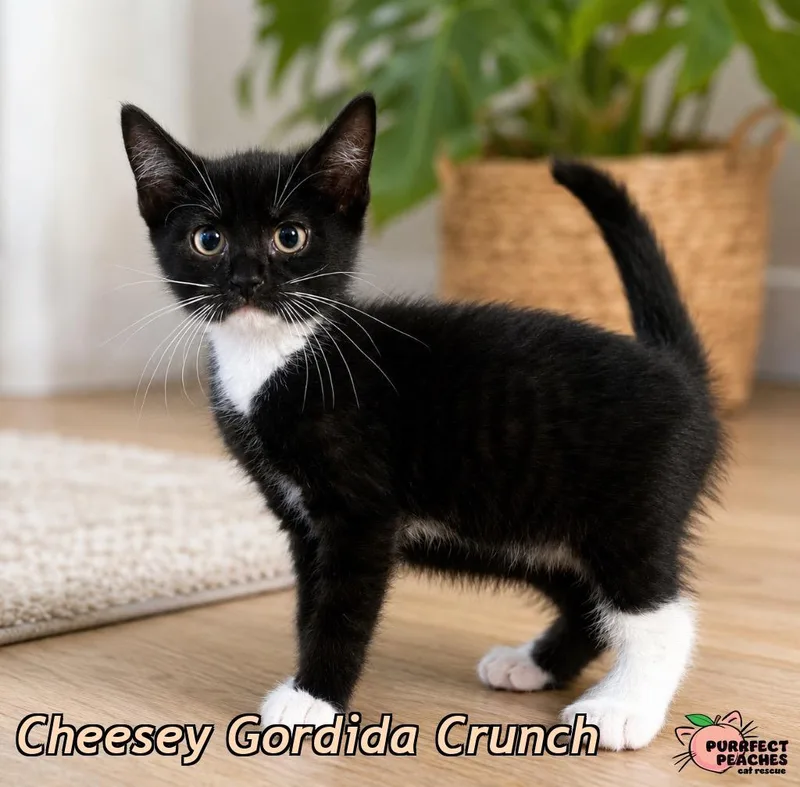 A baby medium-sized female Domestic Short Hair cat named Cheesey Gordida Crunch for adoption in Douglasville, GA