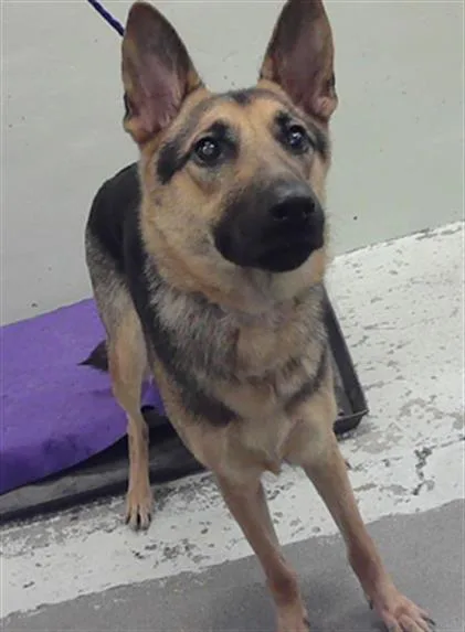 A young large-sized female German Shepherd Dog dog named Misti for adoption in Houston, TX