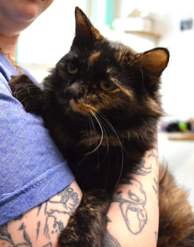 A young medium-sized female Domestic Medium Hair cat named Tra La La for adoption in House Springs, MO