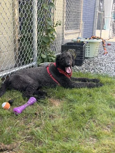 A young medium-sized male Standard Poodle dog named Moses for adoption in Bloomingdale, NJ