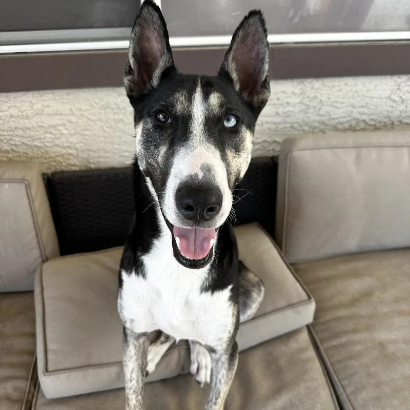 Crackerjack thumbnail 2