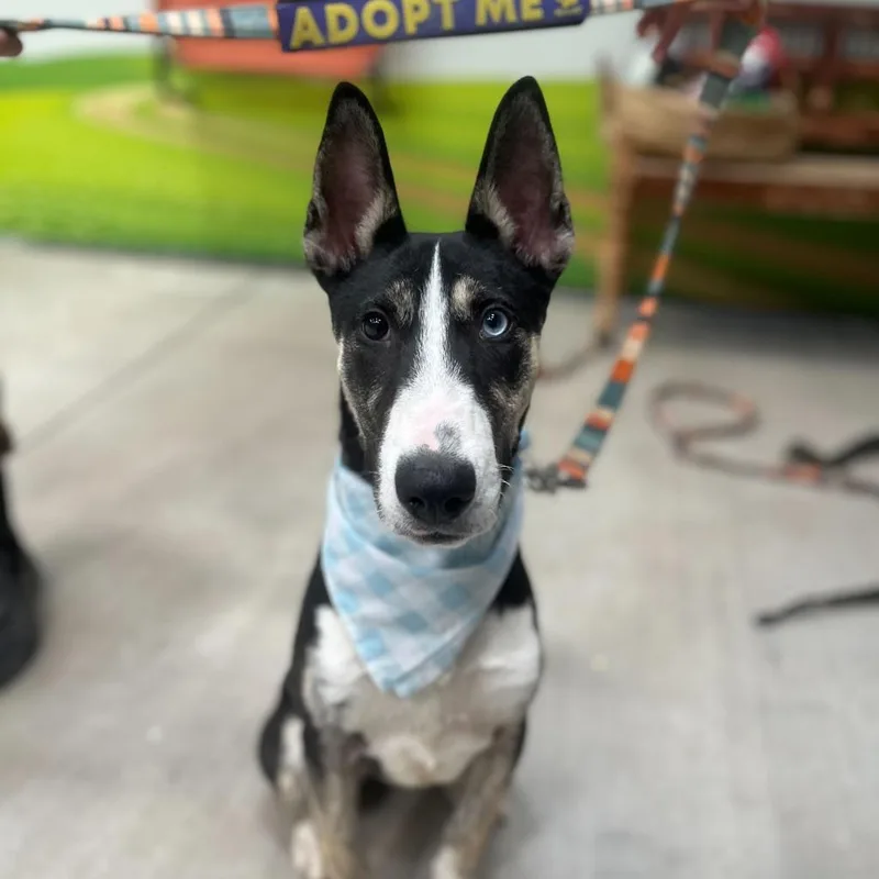 Crackerjack thumbnail 5