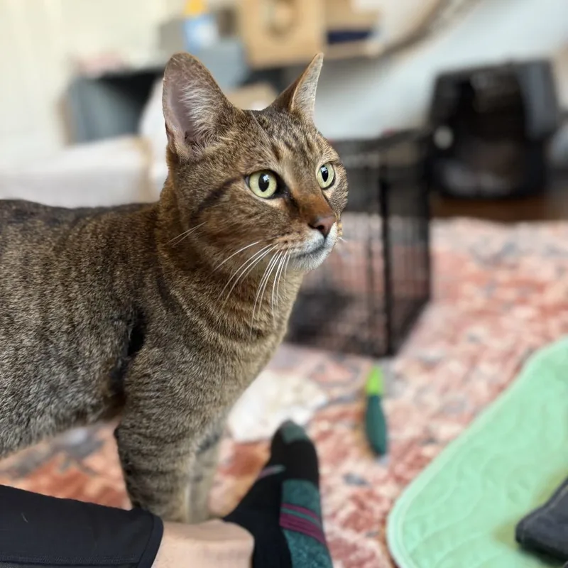 An adult large-sized male Buff / Tan / Fawn Domestic Short Hair cat named Mr Meowington for adoption in Flower Mound, TX