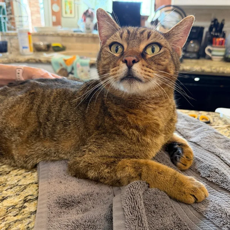 Mr Meowington thumbnail 2