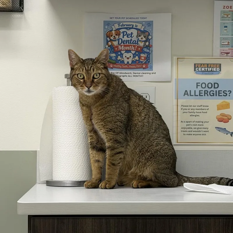 Mr Meowington thumbnail 4