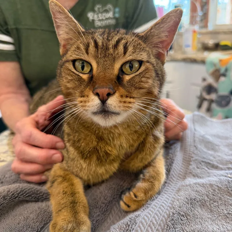 Mr Meowington thumbnail 5