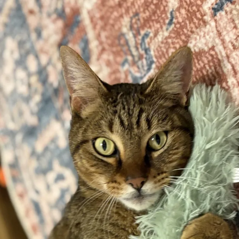 Mr Meowington thumbnail 6