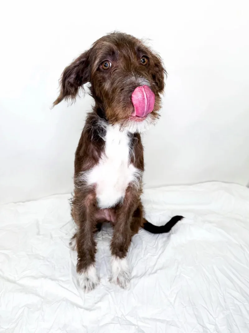 A baby medium-sized female Brown / Chocolate Terrier dog named Hildie for adoption in Bixby, OK