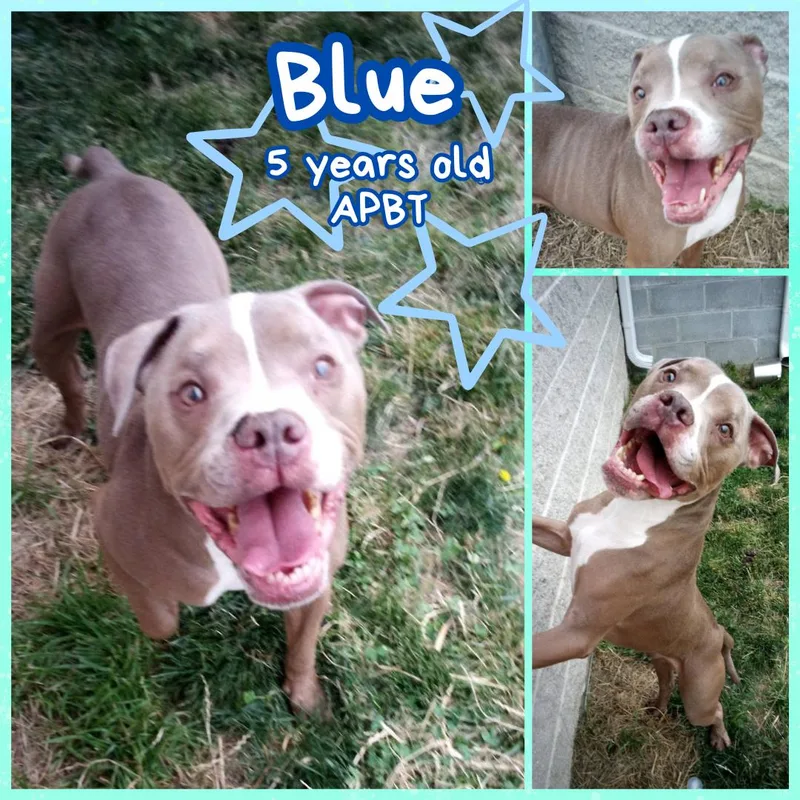 An adult medium-sized male Yellow / Tan / Blond / Fawn Pit Bull Terrier dog named Blue for adoption in Franklin, IN