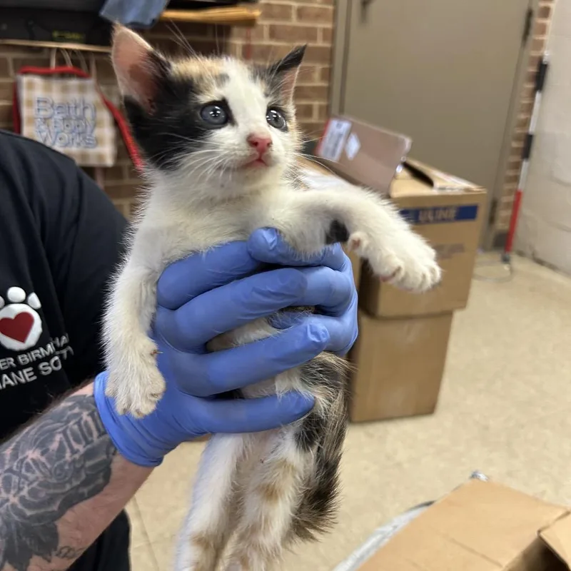 A baby small-sized female Calico Domestic Short Hair cat named Pow for adoption in Birmingham, AL