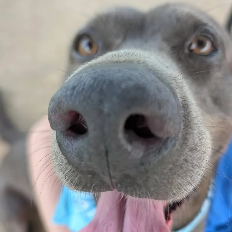 An adult medium-sized female Gray / Blue / Silver Mixed Breed dog named Jayda Skye for adoption in Columbiana, AL