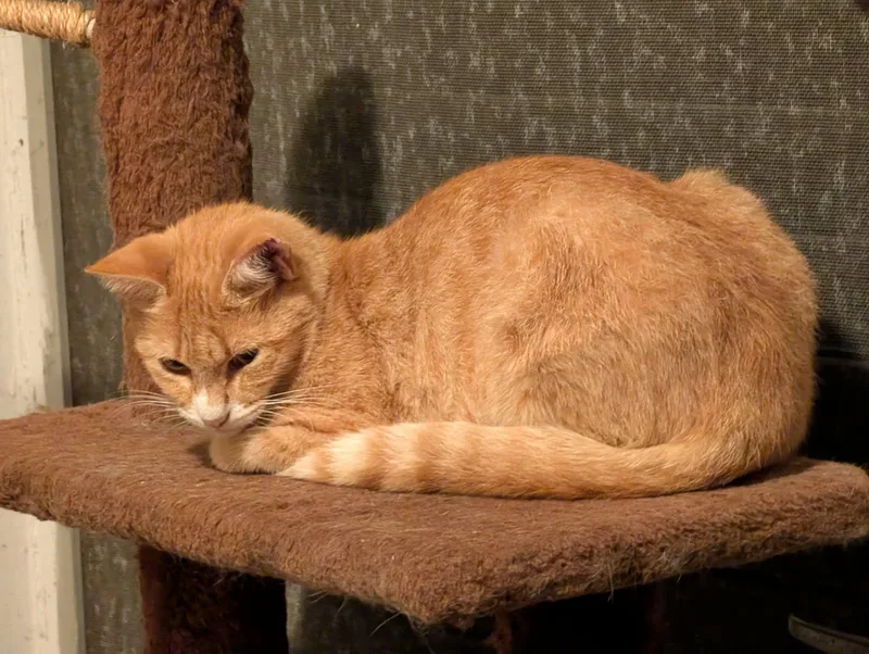 A young medium-sized female Domestic Short Hair cat named Ginger for adoption in Opelika, AL