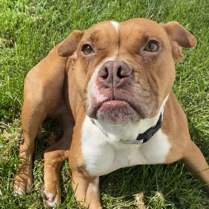 An adult medium-sized female White / Cream Pit Bull Terrier dog named Stephanie for adoption in Harrisonburg, VA