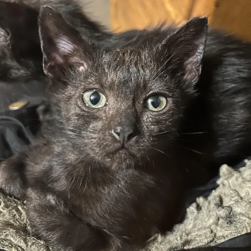 A baby small-sized female Black Domestic Short Hair cat named Pepsi for adoption in Veneta, OR