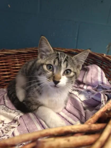 A baby small-sized male Domestic Short Hair cat named Monkey for adoption in Dothan, AL