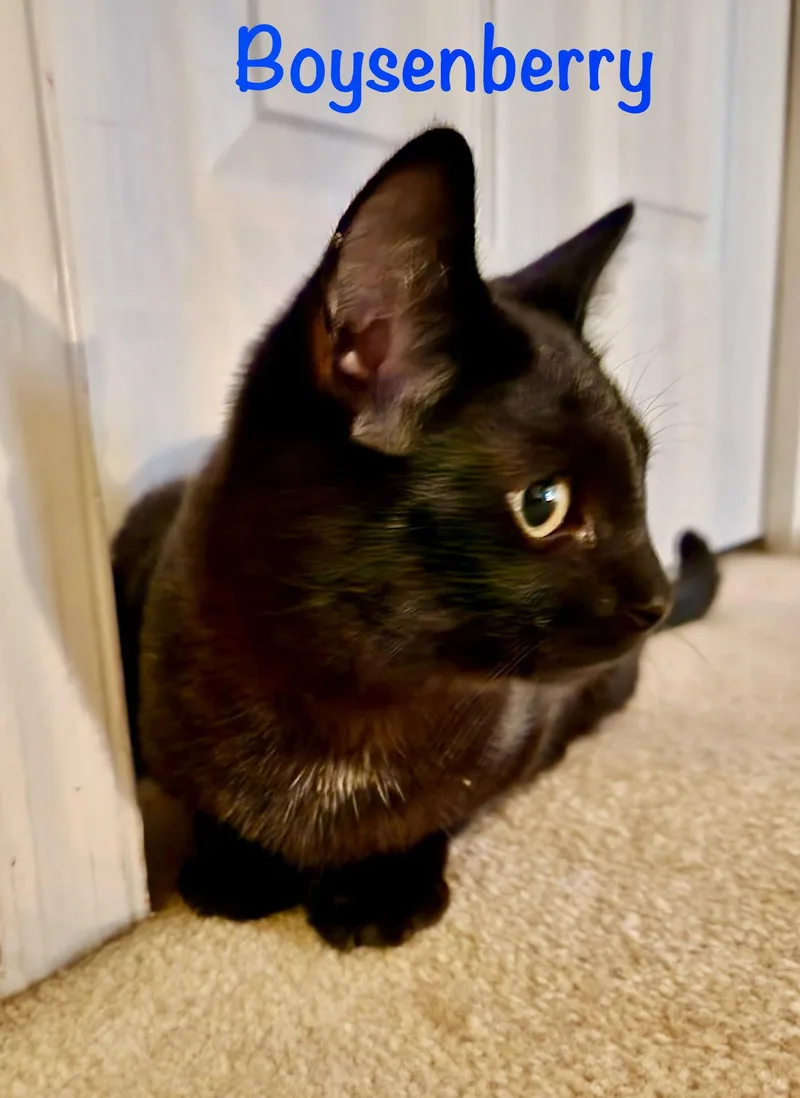 A baby medium-sized male Black Domestic Short Hair cat named Boysenberry for adoption in Reston, VA