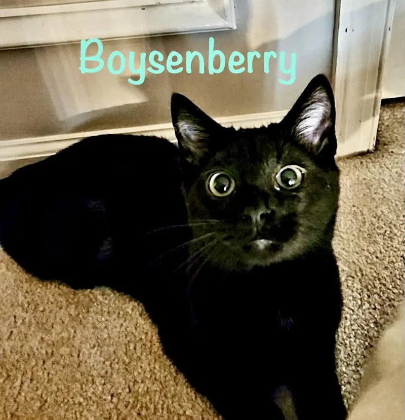 Boysenberry thumbnail 2
