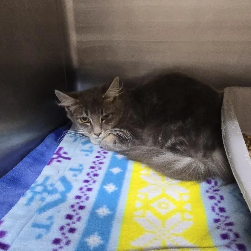 A young small-sized female Domestic Medium Hair cat named Kathy for adoption in Yanceyville, NC