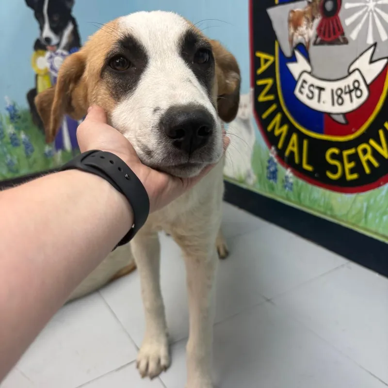 A young large-sized female White / Cream Anatolian Shepherd dog named P for adoption in Corsicana, TX