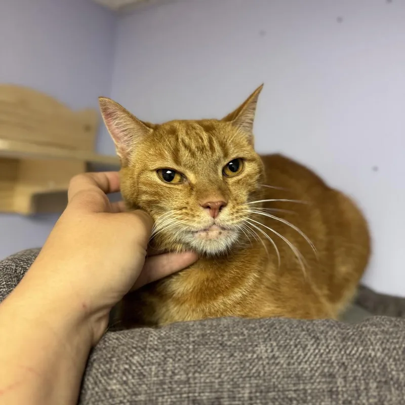 A senior small-sized male Orange / Red Domestic Short Hair cat named Cyrus for adoption in Springboro, OH