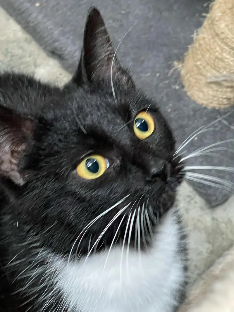 Emerald & Amber thumbnail 2