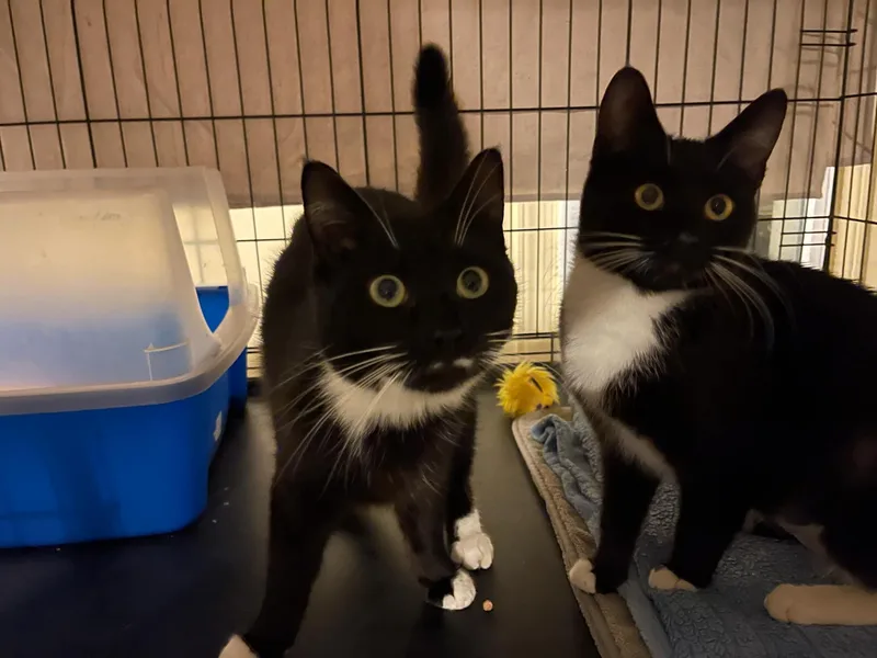 Emerald & Amber thumbnail 3