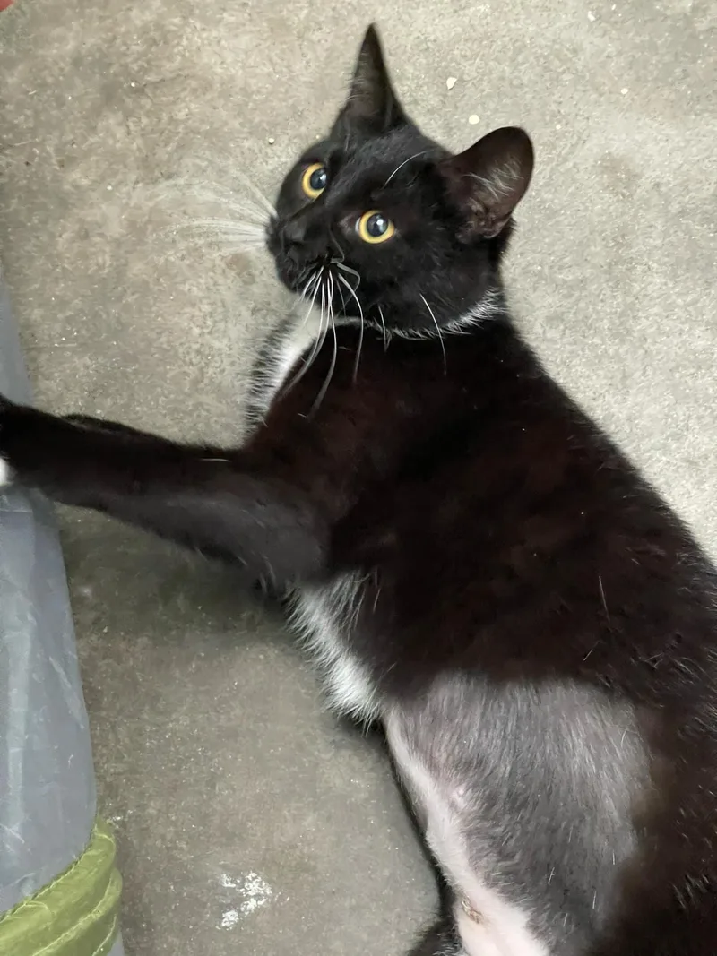 Emerald & Amber thumbnail 4