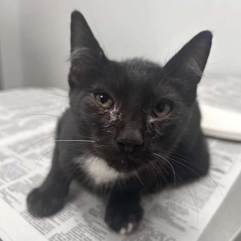 A baby small-sized male Black Domestic Short Hair cat named Bupa for adoption in Jacksonville, FL
