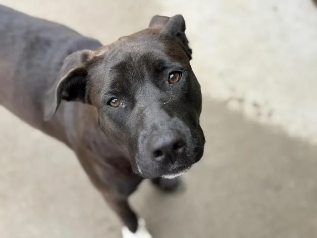 A young large-sized female Pit Bull Terrier dog named Woowoo for adoption in Tulsa, OK