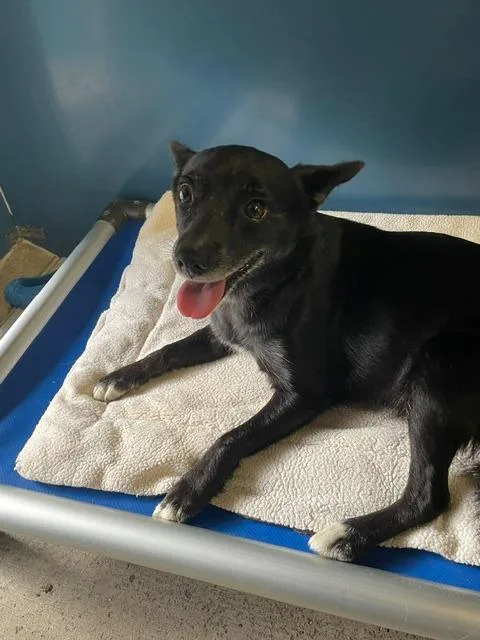 An adult medium-sized female Schipperke dog named Paisley for adoption in Sunnyvale, TX